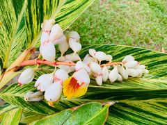 -深圳仙湖植物园