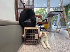 -四月宠物医院·猫专科·心脏专科·内科(转塘店)
