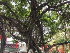 -荔湾湖公园