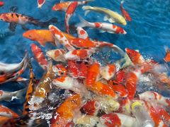 -芜湖新华联大白鲸海洋公园