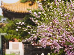 -故宫博物院(故宫)