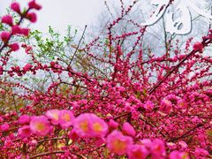 -人民防洪胜利纪念塔