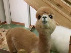 -藦茜花园宠物主题亲子互动体验馆(国顺东路店)