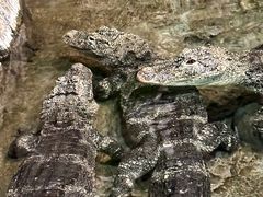 -上海海洋水族馆