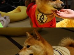 -逗柴咖啡屋·狗咖猫咖宠物桌游