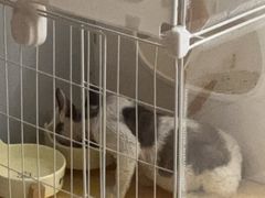 -momokira米努特·德文卷毛猫·棉花面纱犬