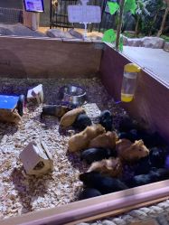 -酷嗒动物文化乐园(cutezoo西溪乐天城店)