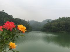 -中山市树木园