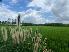 -嘉北郊野公园