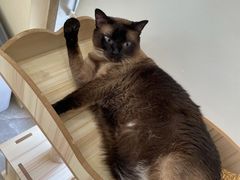 -猫力发电所·宠物专门店
