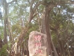 -瑞丽独树成林风景区