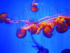 -上海海洋水族馆