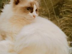 -猫色咖啡·猫咖