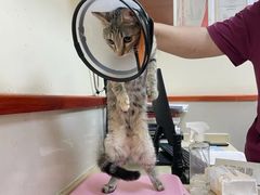 -艾贝尔宠物医院 ·内科全科(梁溪路店)