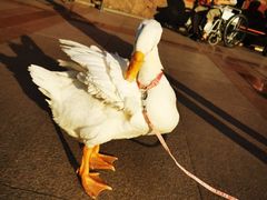 -圣·阿列克谢耶夫教堂