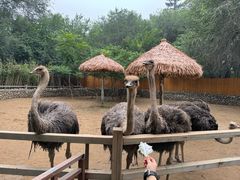 -北京野生动物园