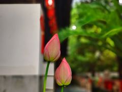 -秋霞圃