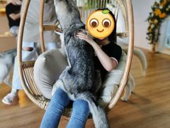 -Husky Go! 哈士奇体验馆·宠物咖啡厅狗咖