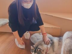 -Husky Go! 哈士奇体验馆·宠物咖啡厅狗咖