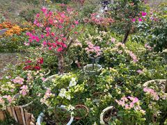 -中国科学院西双版纳热带植物园