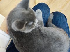-猫咪派对(江南西店)