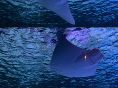 -暹罗海洋世界