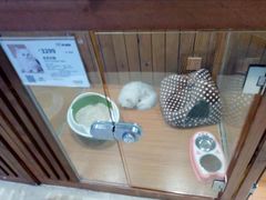 -龟与熊猫宠物公园(南坪店)