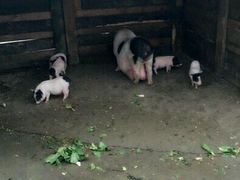 -田园东方蜜桃村的田野营地