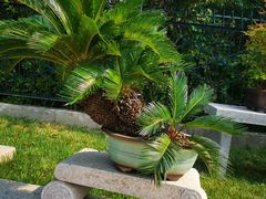 -国家植物园南园