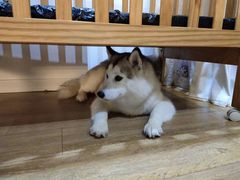 -Husky Go! 哈士奇体验馆·宠物咖啡厅狗咖