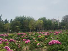 -曹州牡丹园