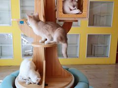 -Bastet sally猫舍购宠(静安店)