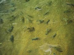 -会江钓鱼钓虾烧烤场