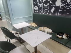 -安格丽娜·狗咖·猫咖羊驼咖(春熙路百盛商场店)