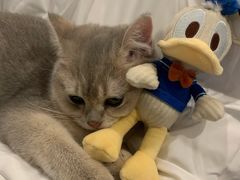 -飞行喵MR PILOT|猫舍·猫咖(静安大融城店)