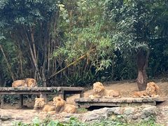 -广州长隆野生动物世界