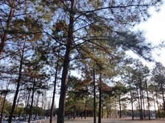 iphone_upload_pic-美兰湖景区