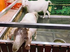 -上海大自然野生昆虫馆(东方明珠·爬宠昆虫探索中心)