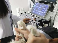 -心仪动物医院·牙专科·肿瘤·心脏科(西客站院)