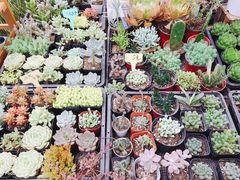 -秦美花卉(天朗·莱茵小城2期店)