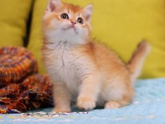 -Bastet sally猫舍购宠(静安店)