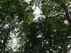 -白水寺森林公园