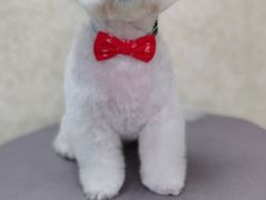 -乐琪宠物(青塔西路店)