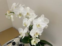 -蔓霏美学生活沙龙