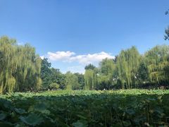 -莲湖公园