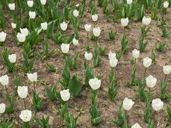 -长春公园(普阳街道)