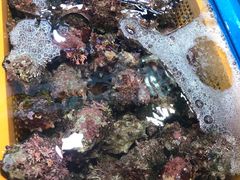 -西归浦每天偶来市场