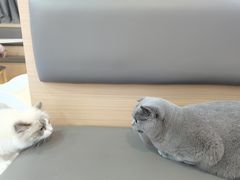 -喵园·猫主题咖啡厅·撸猫·猫咖(国贸店)