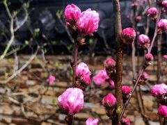 -南汇桃花村