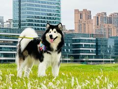 -帕帕拉兹宠物(亚洲旗舰店)